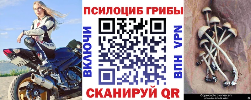 Галлюциногенные грибы GOLDEN TEACHER  купить закладку  blacksprut ТОР  Ядрин 